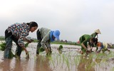 CAH Phú Xuyên hăng hái xuống đồng giúp dân cấy lúa